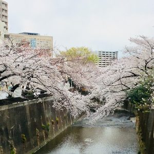 石神井川桜並木