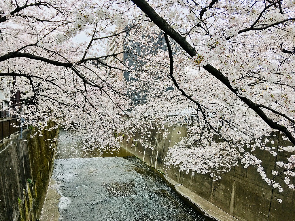 石神井川沿いの桜並木